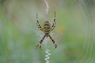 zebraspinne