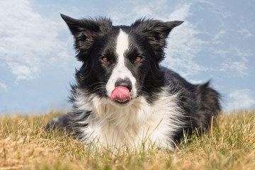 border collie looking good