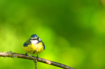 Blue little tit sitting on a branch