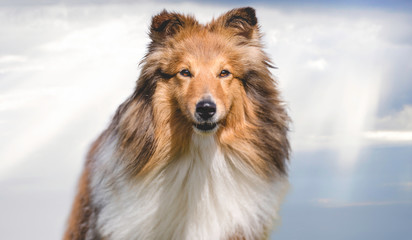 Collie in the wind