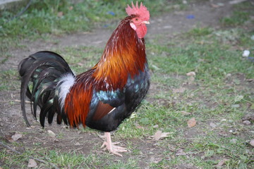  Rooster on the farm