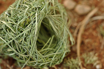 A finch nest laying on the ground