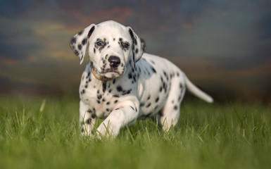 Dalmatian puppy - obrazy, fototapety, plakaty