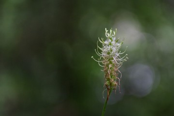 Pflanze bouquet unscharf 