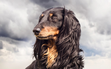 portrait of a dog