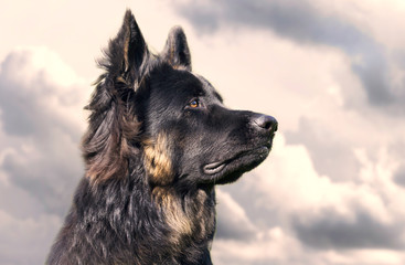 german shepherd dog