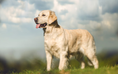 golden retriever in field