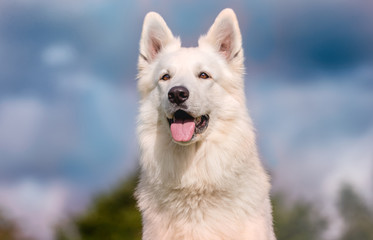 portrait of a dog, white dog - Powered by Adobe