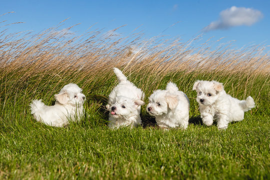 dog puppies in the grass