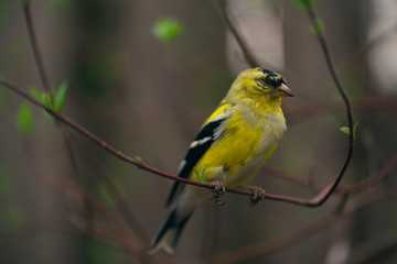 goldfinch bird sitting on a branch with tiny green leaves