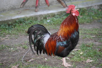 Rooster singing on the farm