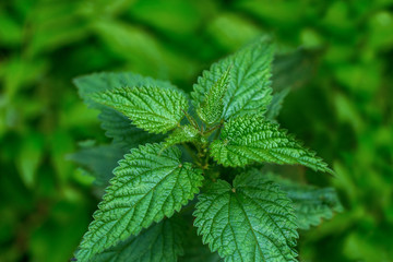 Leaves of green nettle. Alternative medicine. Ethnoscience.