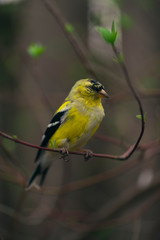 Fototapeta premium goldfinch bird sitting on a branch with tiny green leaves