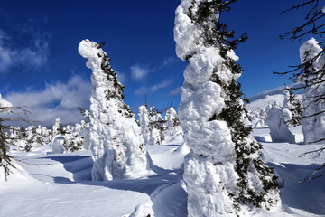 Winter forest against mountains. Winter wonderland with trees of unusual shape