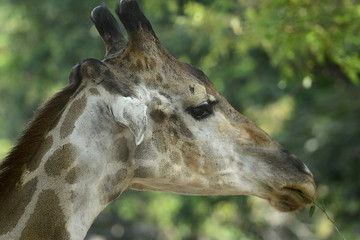 Naklejka na ściany i meble Kopf einer Giraffe, Nahaufnahme