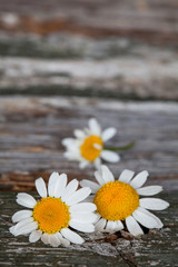 Obraz premium Daisy flowers on a rustic wooden background