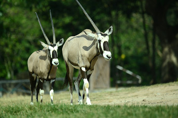 Oryx Antilope
