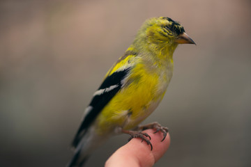 goldfinch bird sitting on a branch with tiny green leaves