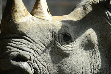 Obraz premium Kopf eines Nashorn in Tierpark in Thailand