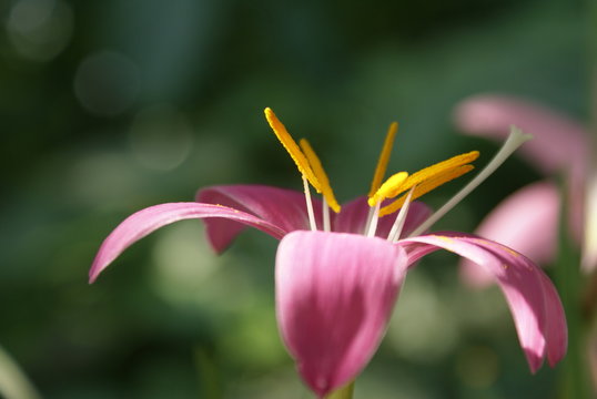 flowerr