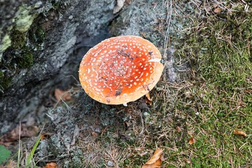 fliegenpilz im wald im sommer