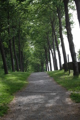 Fototapeta premium meine Wege