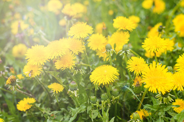 beautiful yellow dandelions in the natural environment