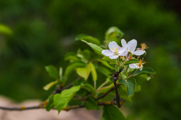 Apple tree blooms in spring