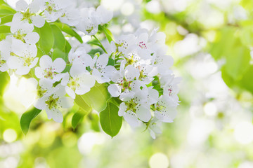 Fototapeta premium Gałąź jabłka z kwiatami kwitną. Piękny wiosna krajobrazu tło.