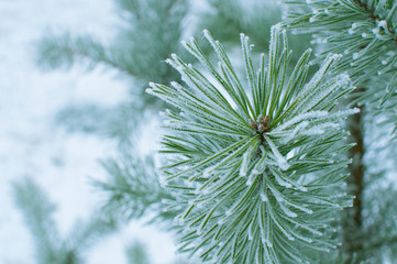 Pine needles in severe frost