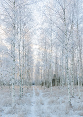 Birch tree forest covered by fresh frost and snow during winter Christmas time