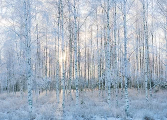 Foto auf Leinwand Birch tree forest covered by fresh frost and snow during winter Christmas time © Conny Sjostrom