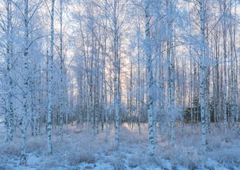 Birch tree forest covered by fresh frost and snow during winter Christmas time