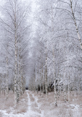 Birch tree forest covered by fresh frost and snow during winter Christmas time