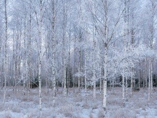 Birch tree forest covered by fresh frost and snow during winter Christmas time