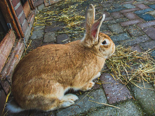 Brown rabbit hiding in the spring looking cute with fluffy tall ears - Image