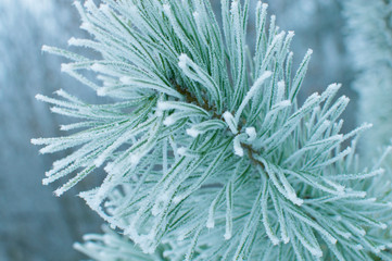 Naklejka na ściany i meble Pine needles in severe frost