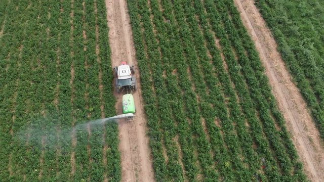 Tractor manuring bell pepers field.Agricolture,machinery-aerial view