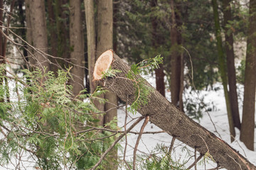 Preparing firewood for the winter. Cutted trees in the snow