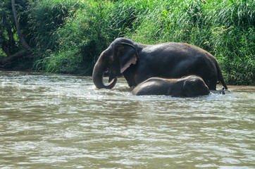 elephant in water