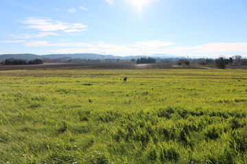 Obraz premium cane corso à olonzac