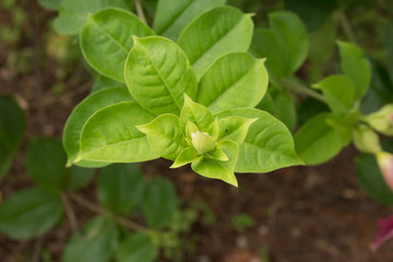Purple Allamanda flower (Allamanda blanchetii) with green leaves