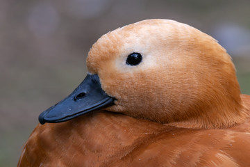 Ruddy shelduck - Tadorna ferruginea