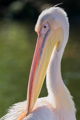 Great white pelican - Pelecanus onocrotalus