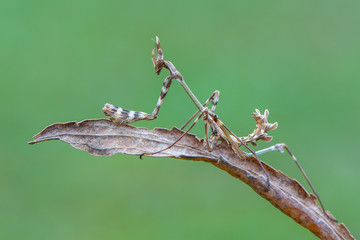 a mantis - empusa sp.