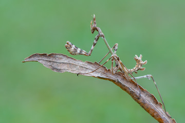 a mantis - empusa sp.