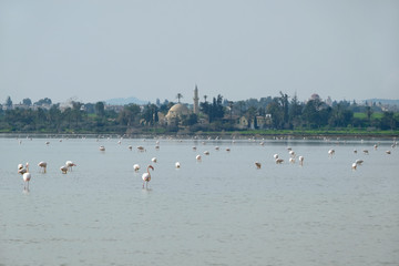 Landscape with pink flamingos feeding in the Salt Lake in Larnaca before Hala Sultan Tekke Mosque on the coastline at far