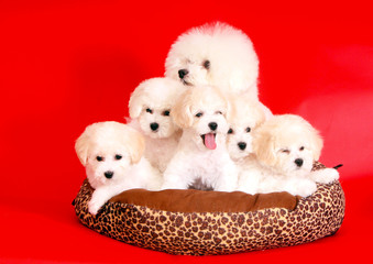 A lot of dogs of breed Bichon Frise posing in Studio on red background. Four beautiful puppies and mother sitting in the couch. Five cute animals with white hair. Horizontal image. Copy space.