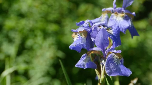 irises flowers purity, perfection, greatness 
