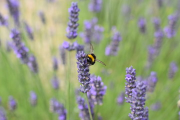 Bumble Bee on lavender #3